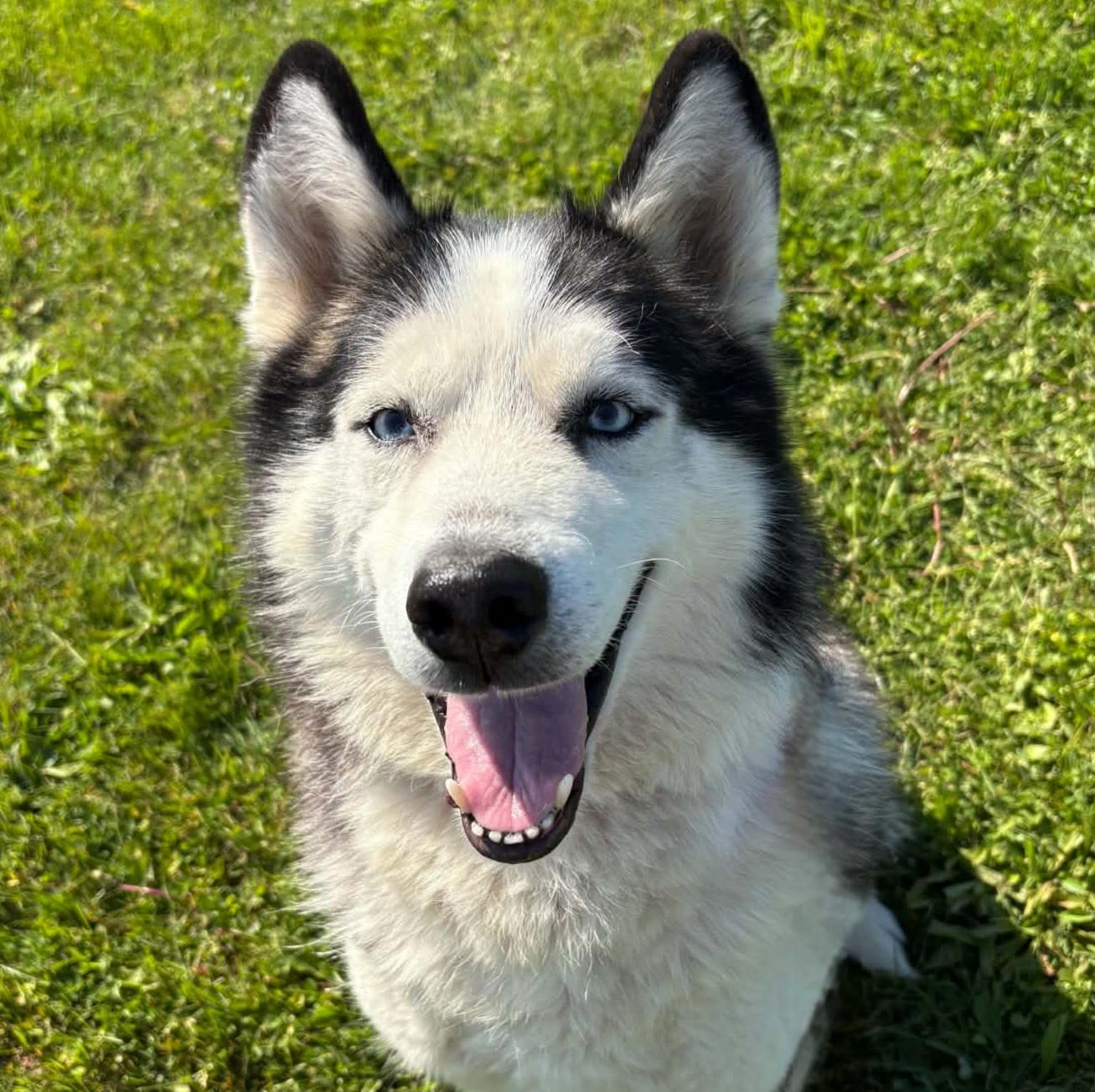 Sherlock, ADOPTABLE, Adult Male Alaskan Malamute & Mixed Breed.