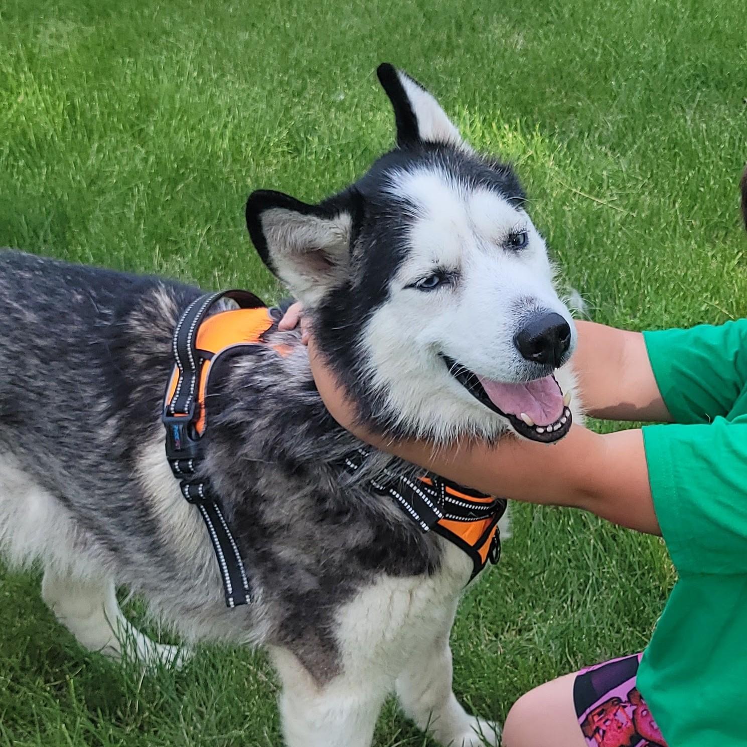 Sherlock, a ADOPTABLE mixed breed in Normal, IL image 4/6