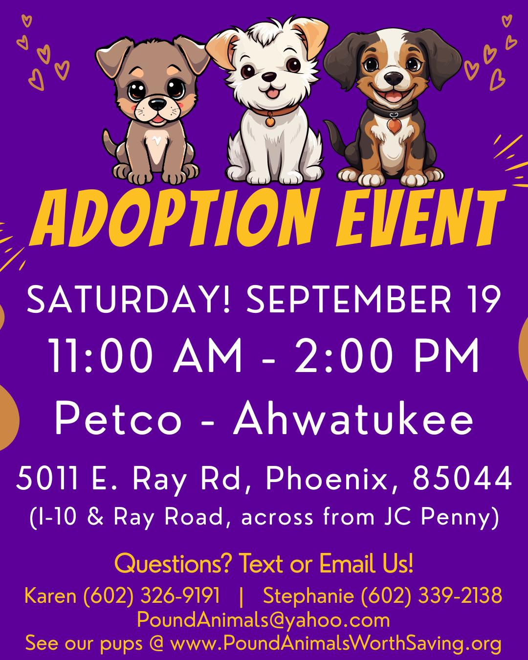 Enlarge HONEY BEAR - 1 YEAR FEMALE MALTIPOO- PETCO, 5011 E. RAY ROAD, PHX 85044 ON SATURDAY, SEPTEMBER 19th,, a Adoptable Maltipoo in Mesa, AZ image 2/2