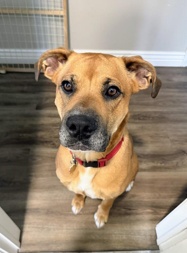 Enlarge Max, a Adoptable mixed breed in Evergreen, CO image 1/6