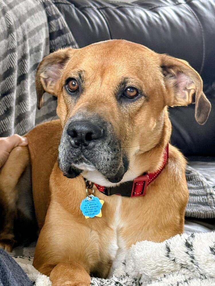 Enlarge Max, a Adoptable mixed breed in Evergreen, CO image 2/6