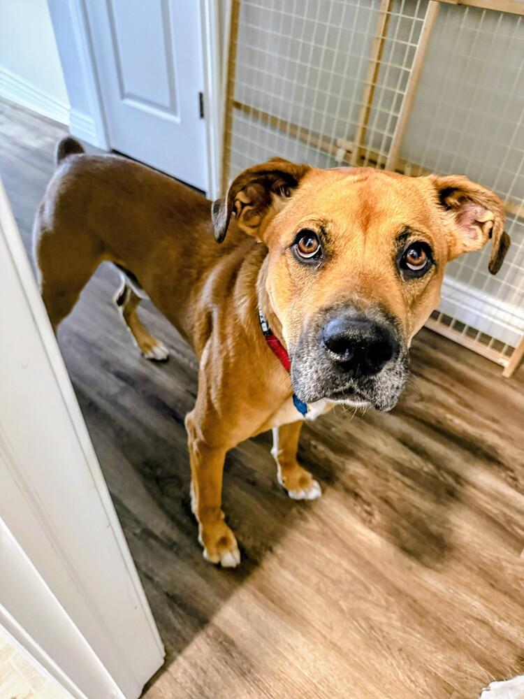 Enlarge Max, a Adoptable mixed breed in Evergreen, CO image 3/6