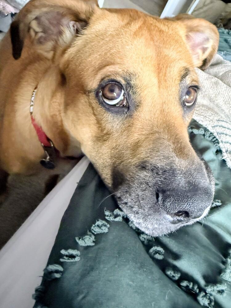 Enlarge Max, a Adoptable mixed breed in Evergreen, CO image 4/6