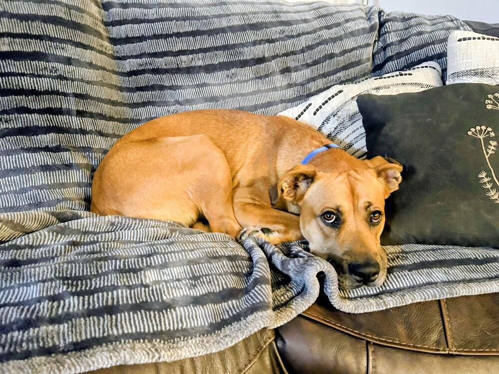 Enlarge Max, a Adoptable mixed breed in Evergreen, CO image 6/6