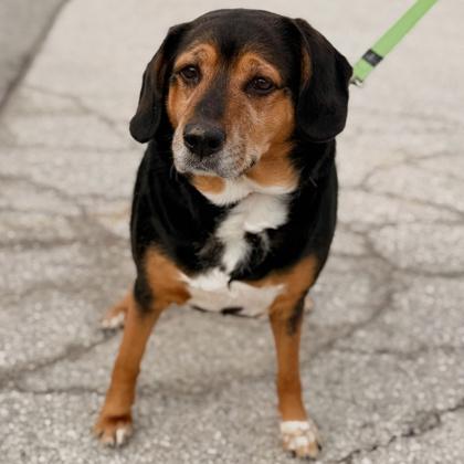 Enlarge Athena, a ADOPTABLE Mixed Breed in Collingwood, ON image 1/2