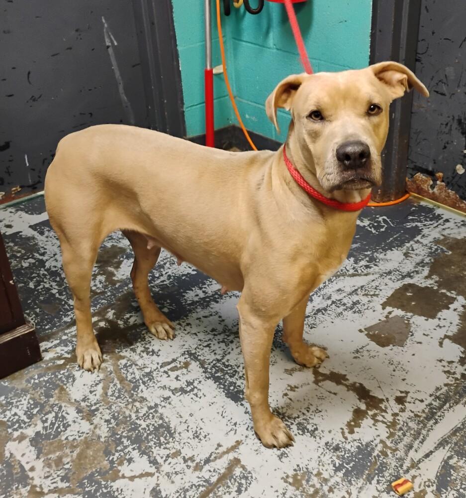 Enlarge May #109, a Adoptable mixed breed in New Lexington, OH image 1/1