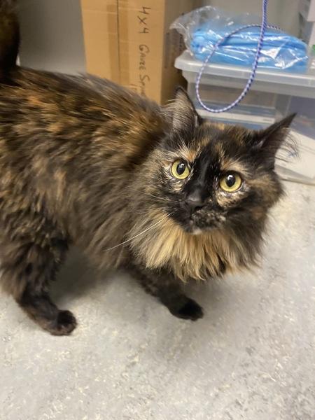 Diva, Adoptable, Adult Female Domestic Long Hair.