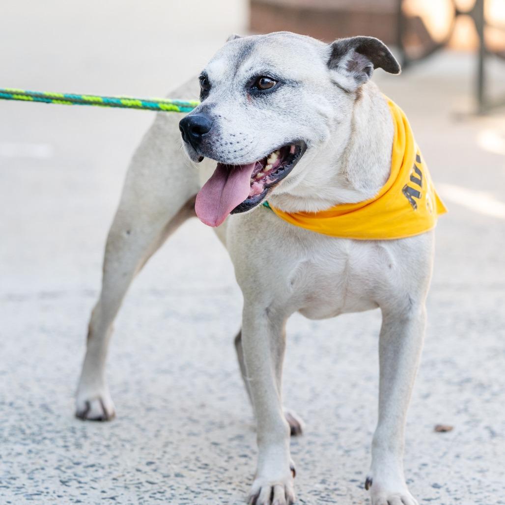 Amelia, Adoptable, Senior Female American Staffordshire Terrier & Pit Bull Terrier.