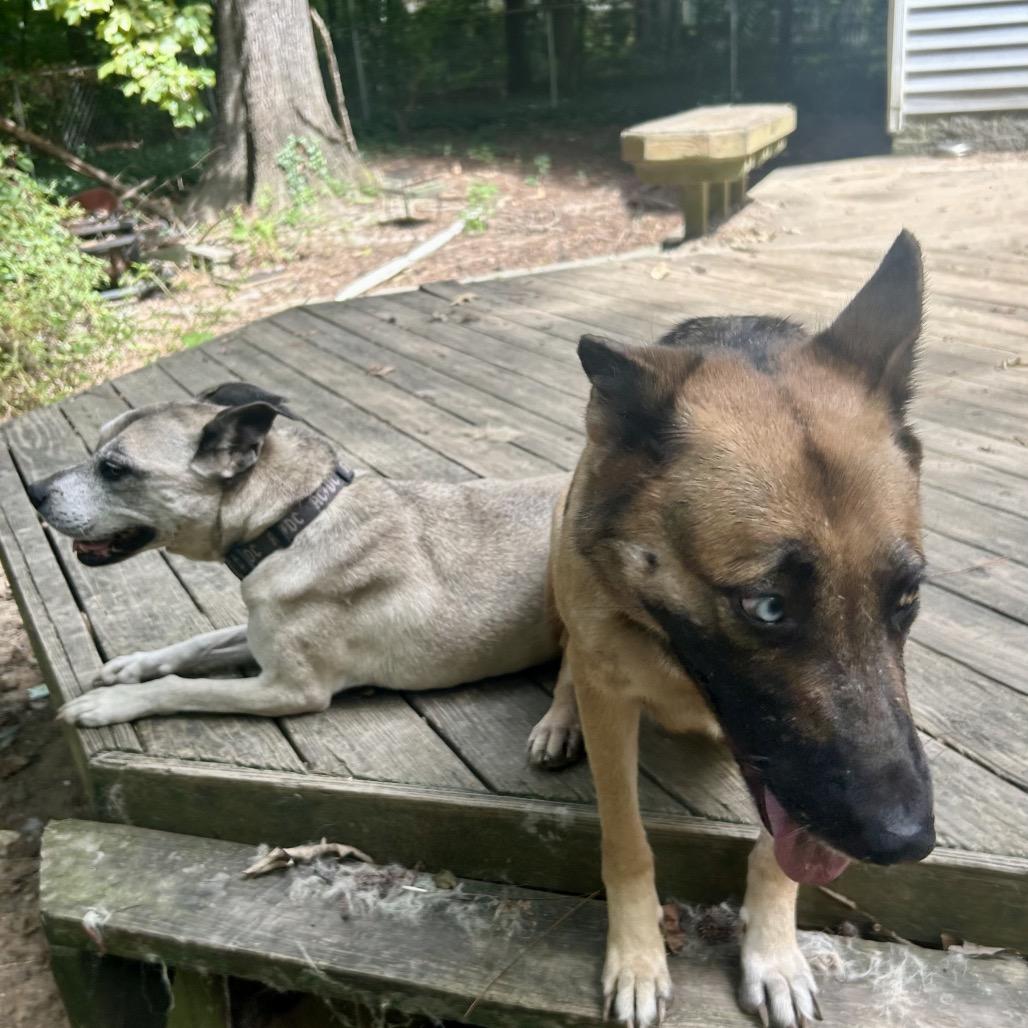 Enlarge Amelia, a Adoptable mixed breed in Durham, NC image 2/6