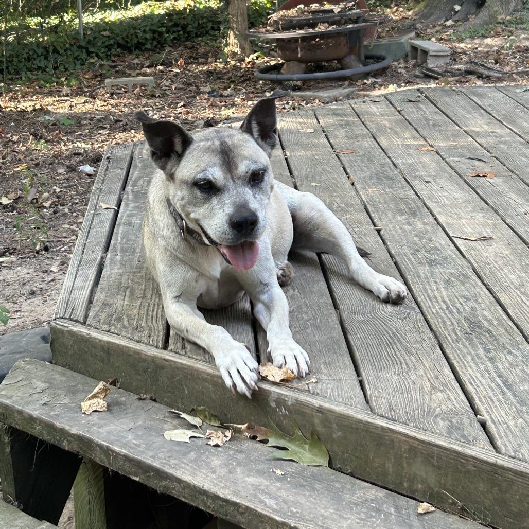 Enlarge Amelia, a Adoptable mixed breed in Durham, NC image 3/6