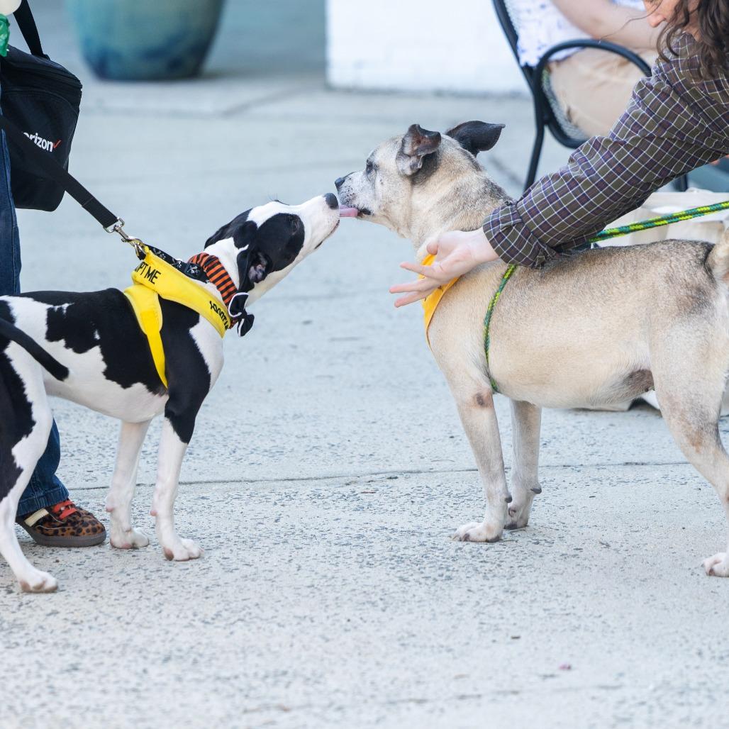 Enlarge Amelia, a Adoptable mixed breed in Durham, NC image 4/6