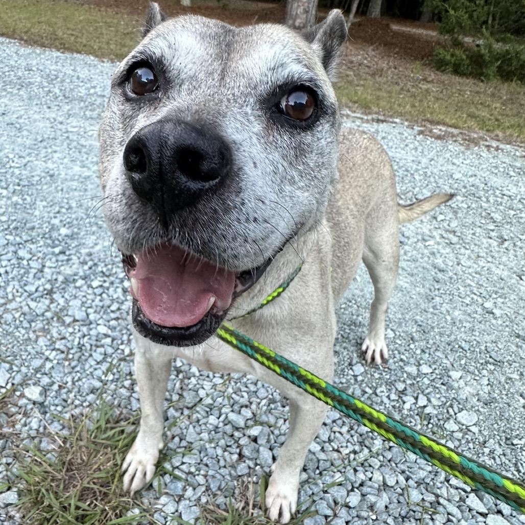 Enlarge Amelia, a Adoptable mixed breed in Durham, NC image 5/6