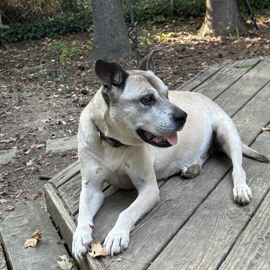 Enlarge Amelia, a Adoptable mixed breed in Durham, NC image 6/6