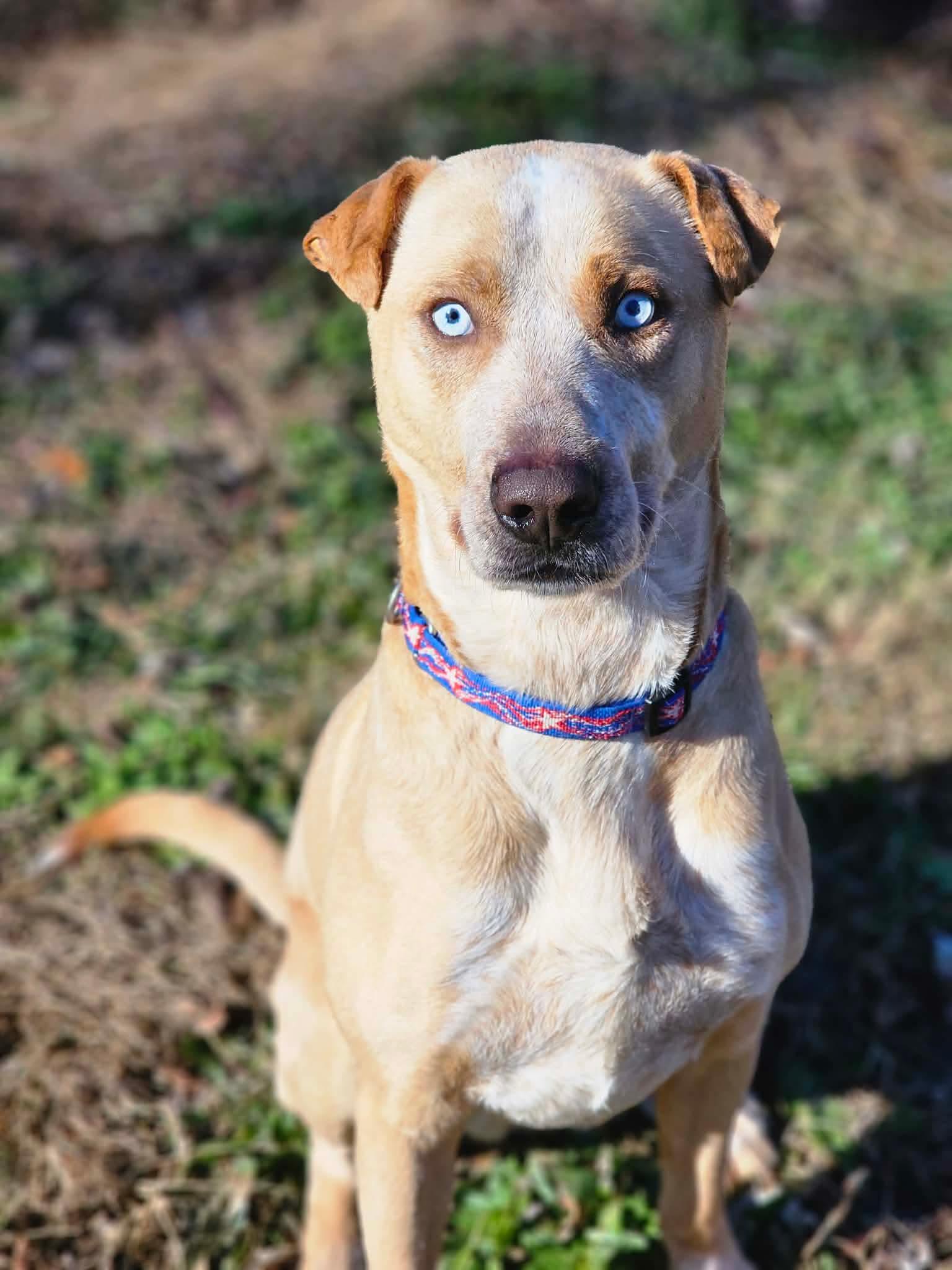 Spencer, Adoptable, Adult Male Labrador Retriever & Australian Cattle Dog / Blue Heeler.