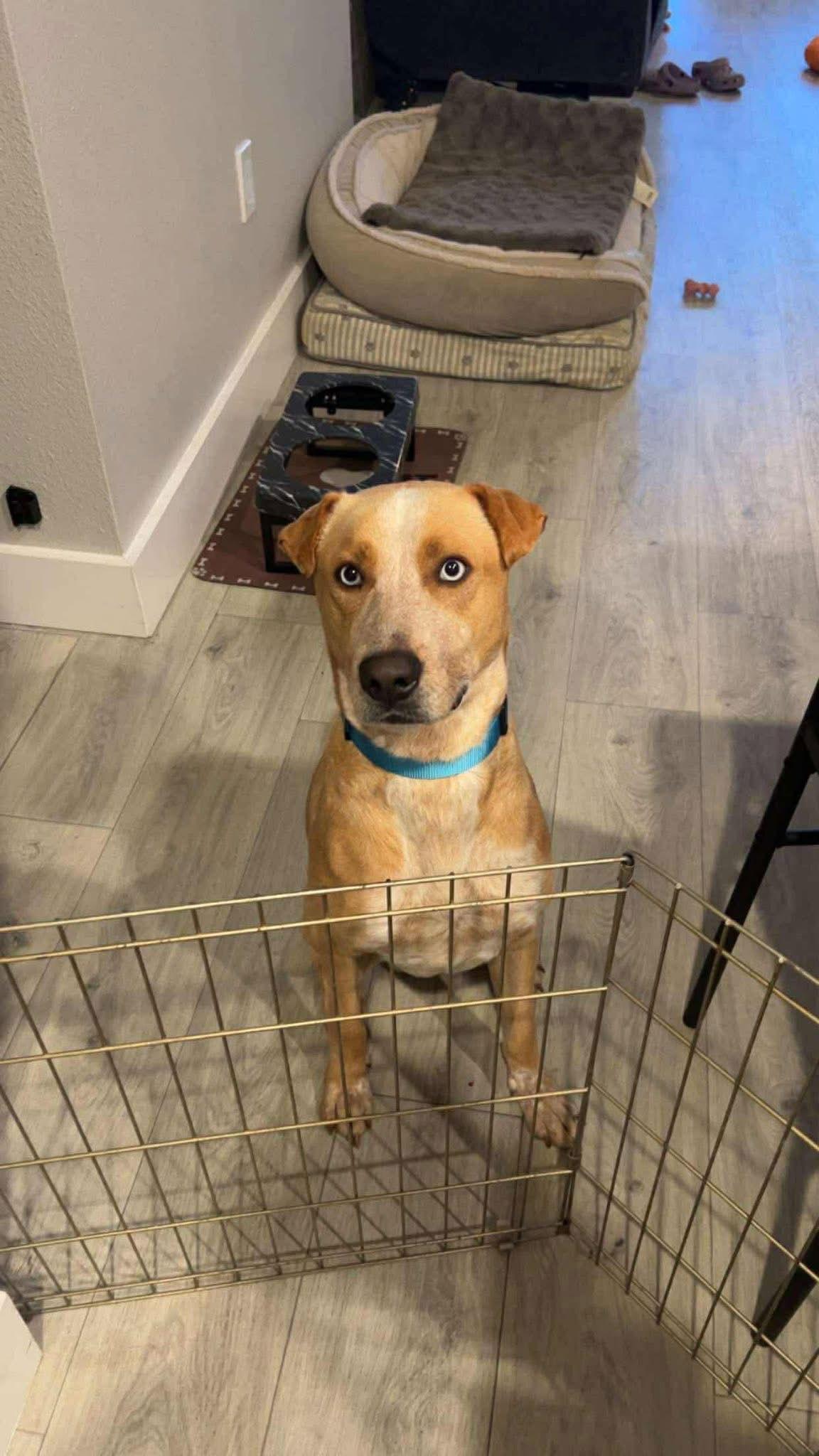 Enlarge Spencer, a Adoptable mixed breed in Mint Hill, NC image 2/3