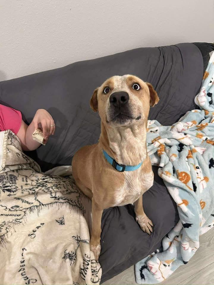 Enlarge Spencer, a Adoptable mixed breed in Mint Hill, NC image 3/3