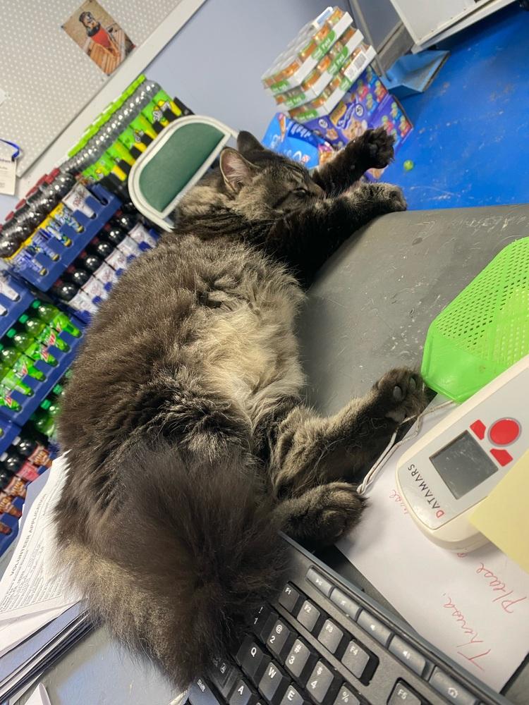 Enlarge Gonzo, a Adoptable Domestic Long Hair in Franklin, PA image 2/3