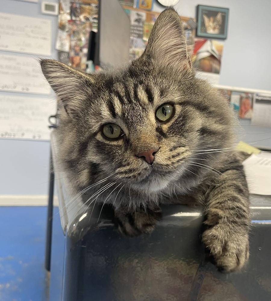 Enlarge Gonzo, a Adoptable Domestic Long Hair in Franklin, PA image 3/3