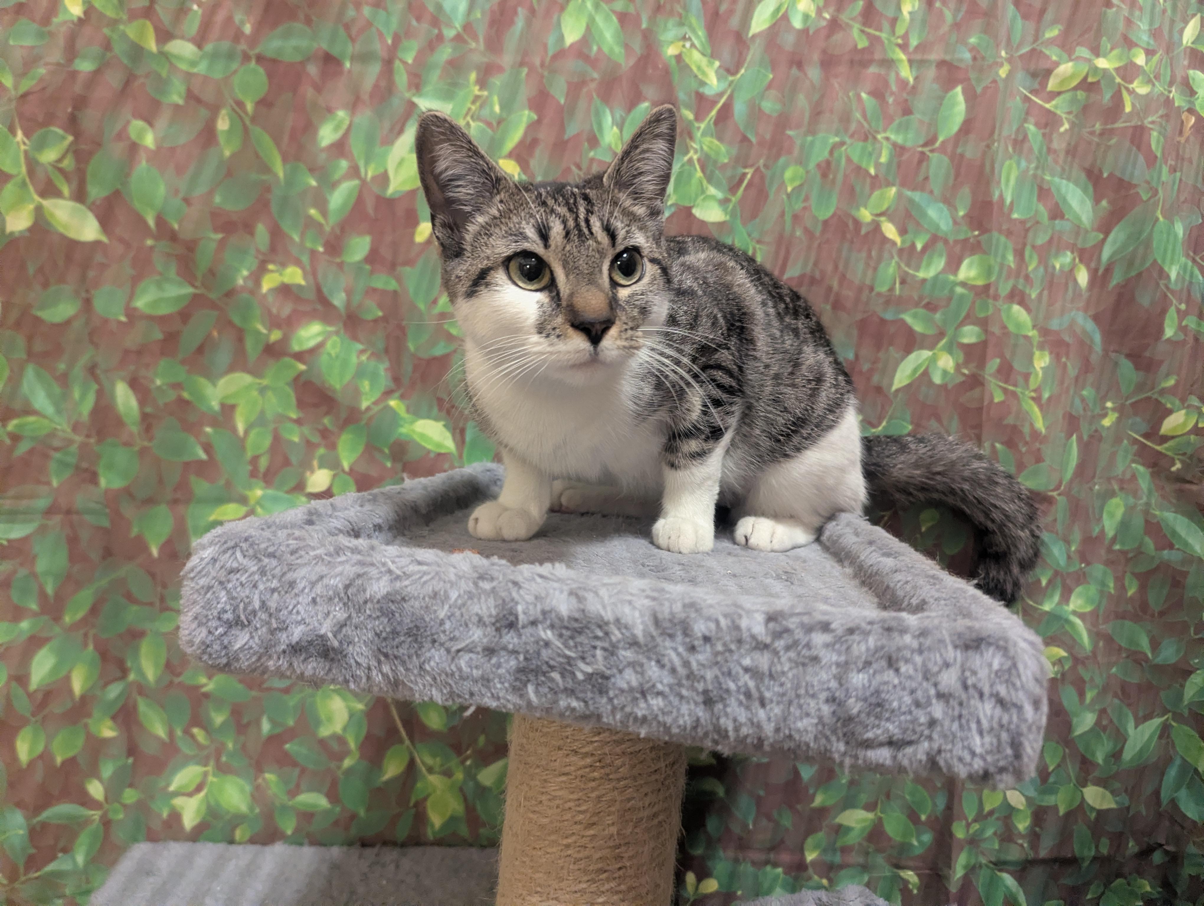 Enlarge Chipmunk, a Adoptable Domestic Short Hair in PHILADELPHIA, PA image 1/3