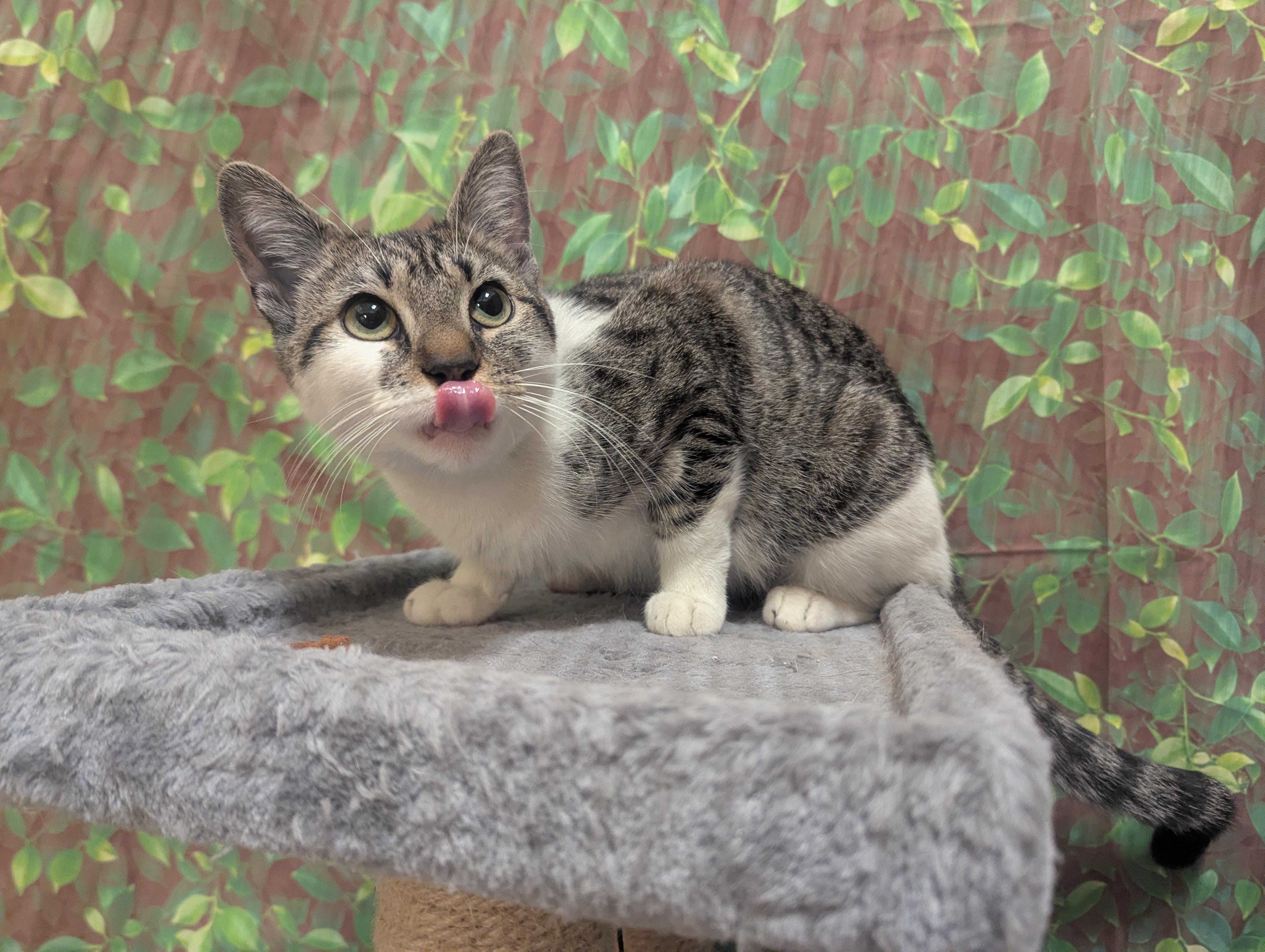 Enlarge Chipmunk, a Adoptable Domestic Short Hair in PHILADELPHIA, PA image 2/3
