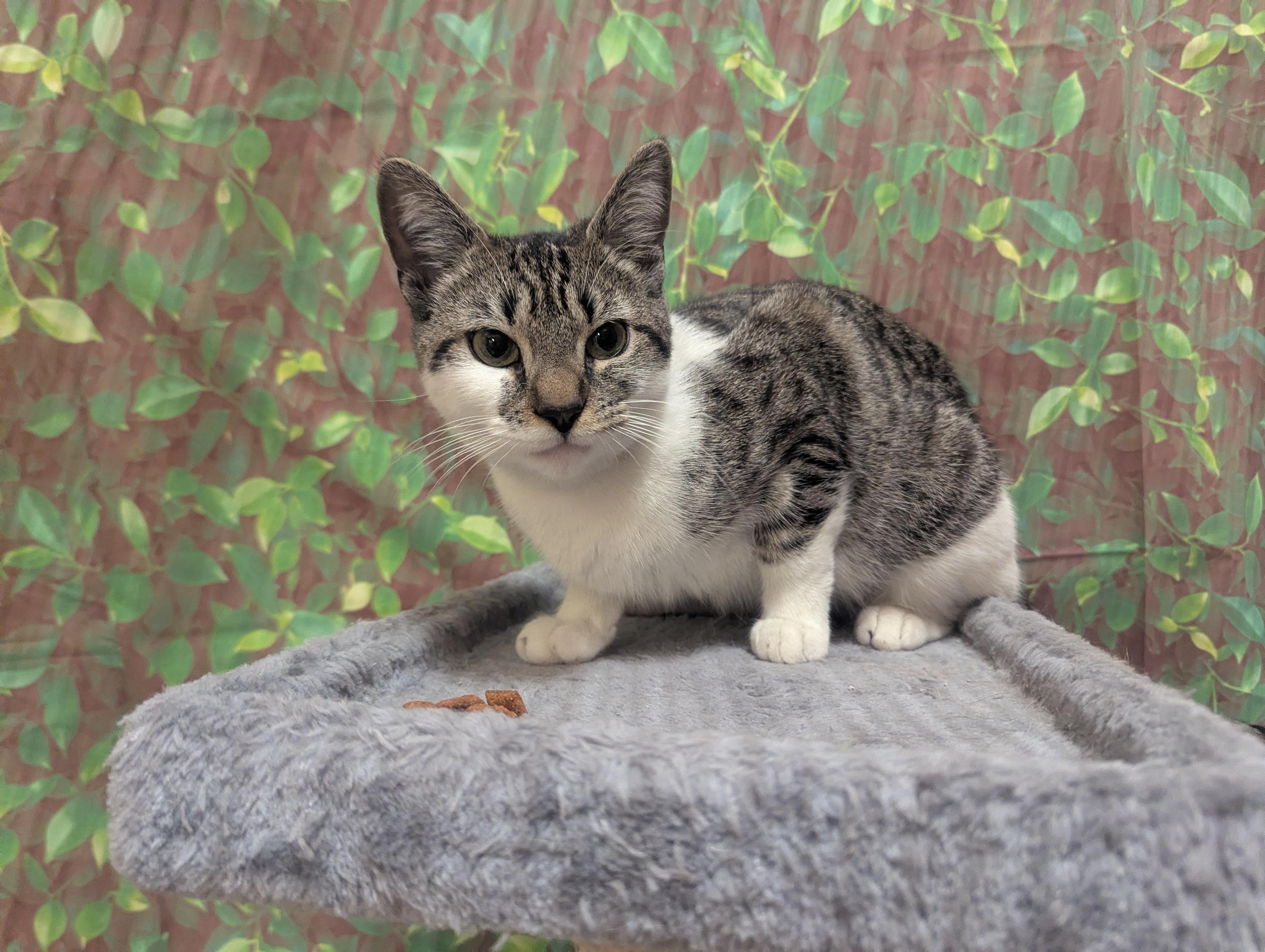 Enlarge Chipmunk, a Adoptable Domestic Short Hair in PHILADELPHIA, PA image 3/3