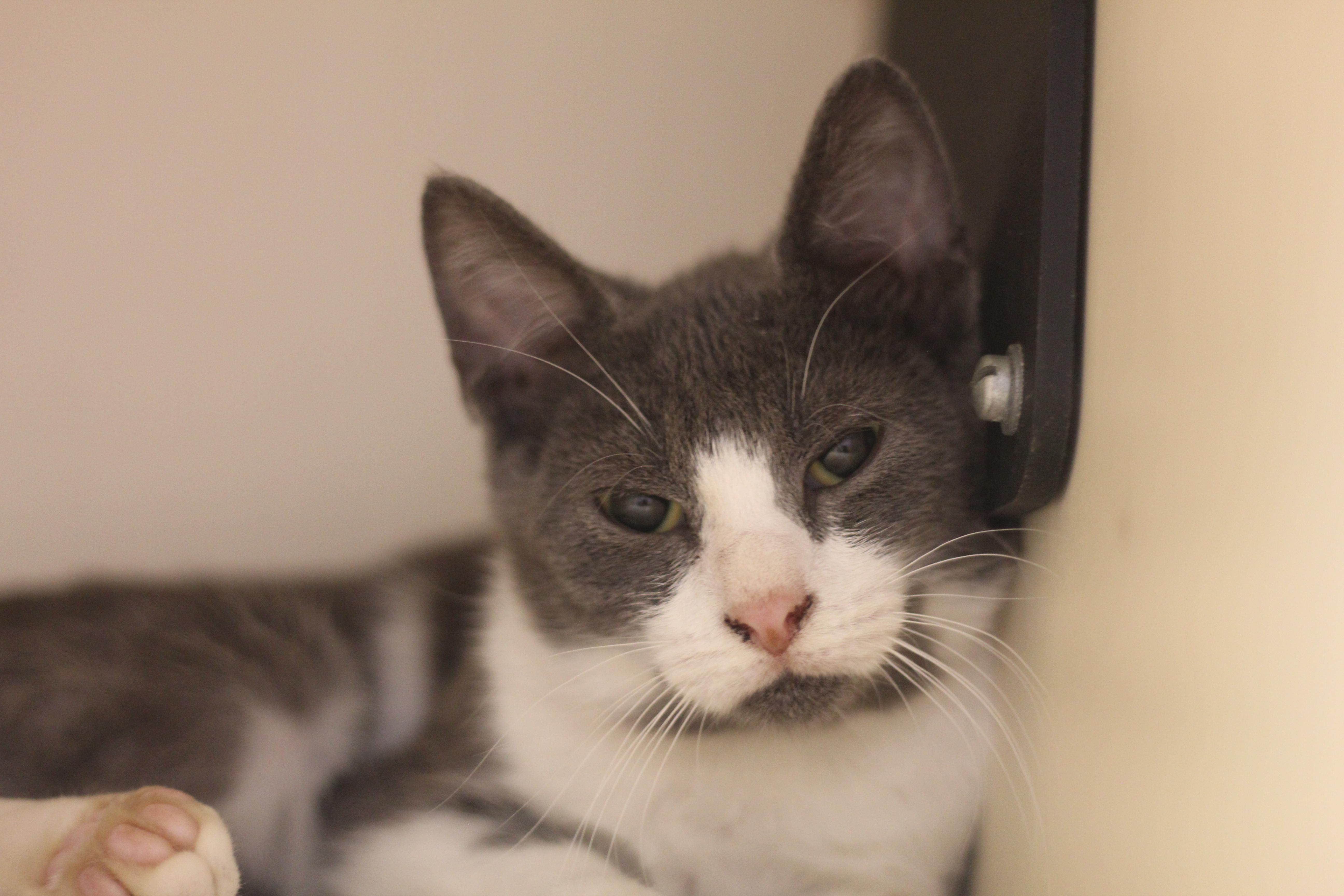 Enlarge Dean, a Adoptable Domestic Short Hair in Cooperstown, NY image 2/3