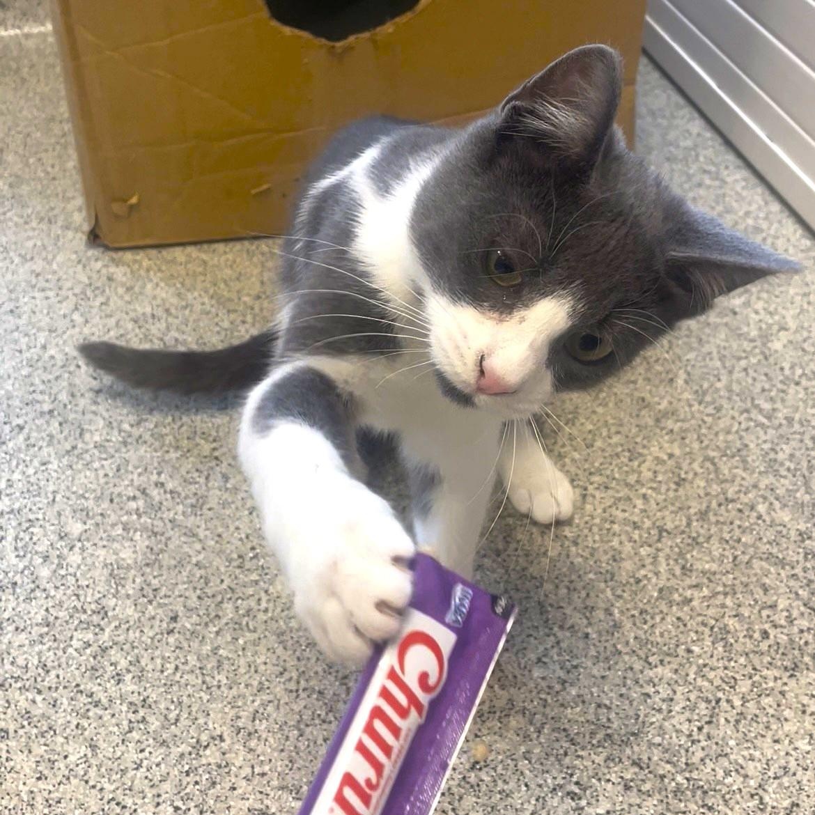 Enlarge Dean, a Adoptable Domestic Short Hair in Cooperstown, NY image 1/3