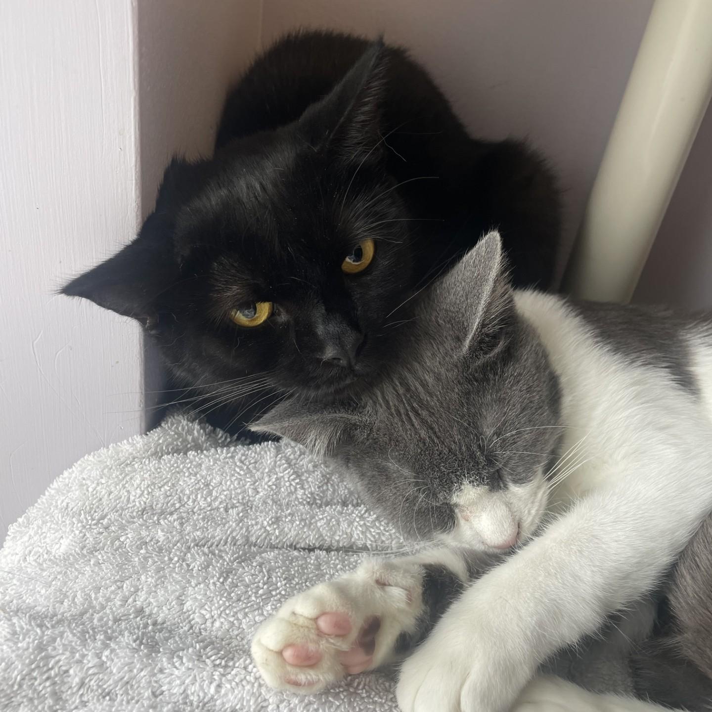 Enlarge Dean, a Adoptable Domestic Short Hair in Cooperstown, NY image 3/3