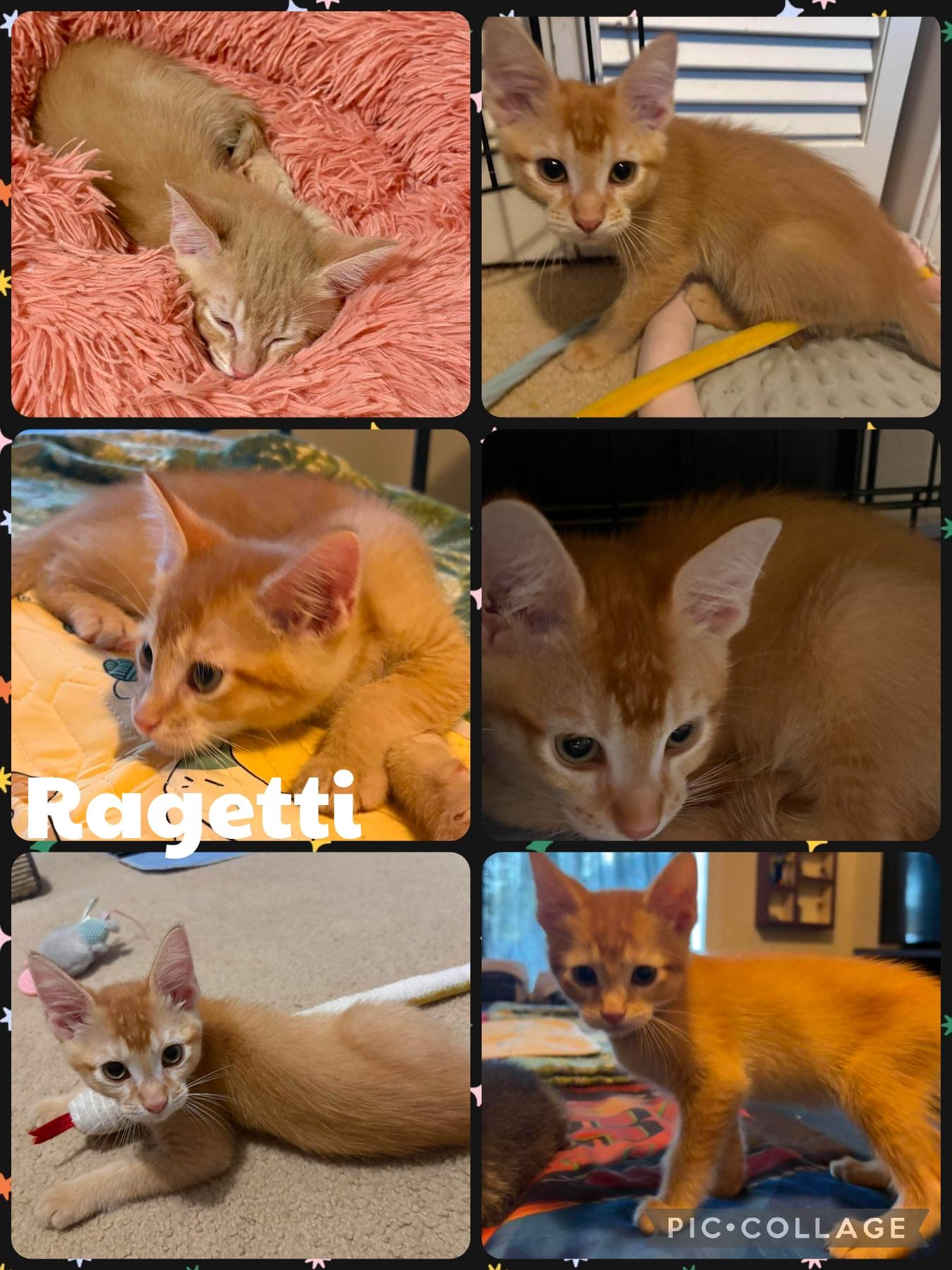 Enlarge Ragetti, an adopted Domestic Short Hair in Newberg, OR image 1/1