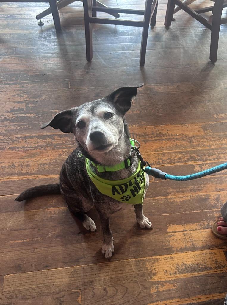 Goose, Adoptable, Senior Female Australian Cattle Dog / Blue Heeler & Mixed Breed.