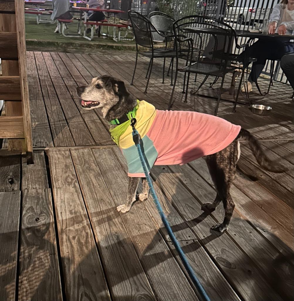 Enlarge Goose, a Adoptable mixed breed in Fayetteville, AR image 2/6