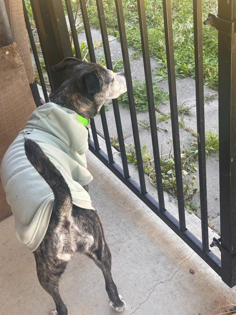 Enlarge Goose, a Adoptable mixed breed in Fayetteville, AR image 3/6