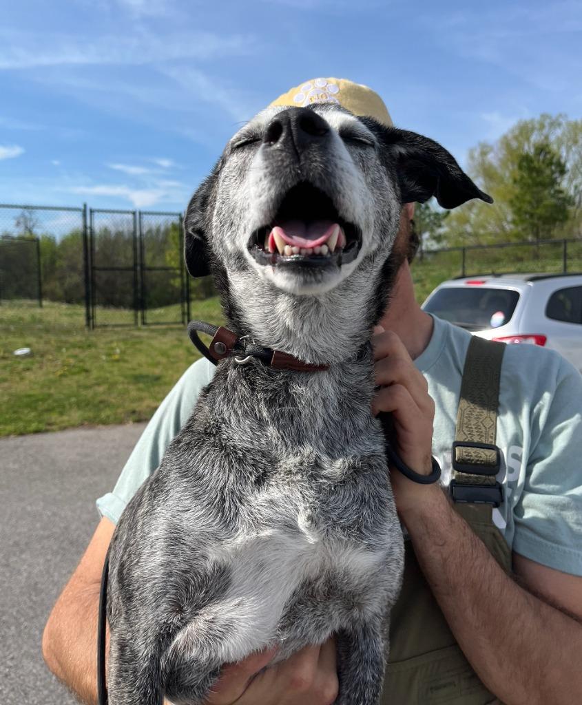 Enlarge Goose, a Adoptable mixed breed in Fayetteville, AR image 4/6