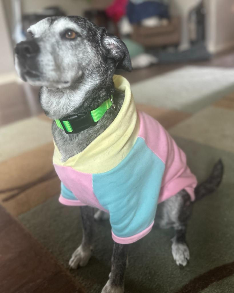 Enlarge Goose, a Adoptable mixed breed in Fayetteville, AR image 5/6