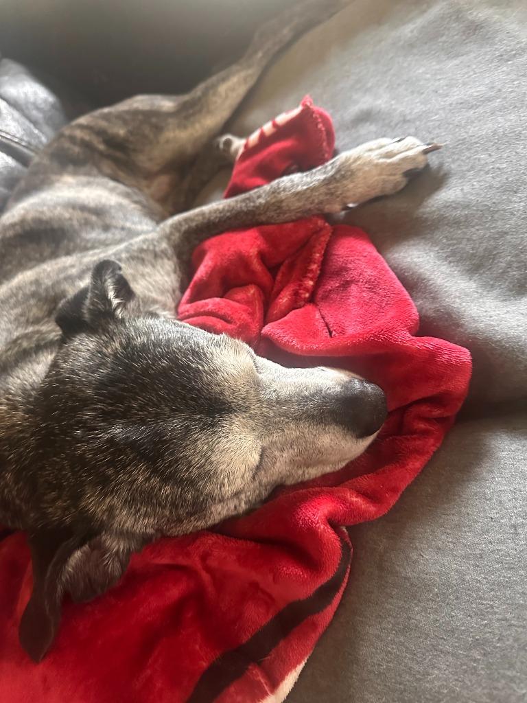 Enlarge Goose, a Adoptable mixed breed in Fayetteville, AR image 6/6