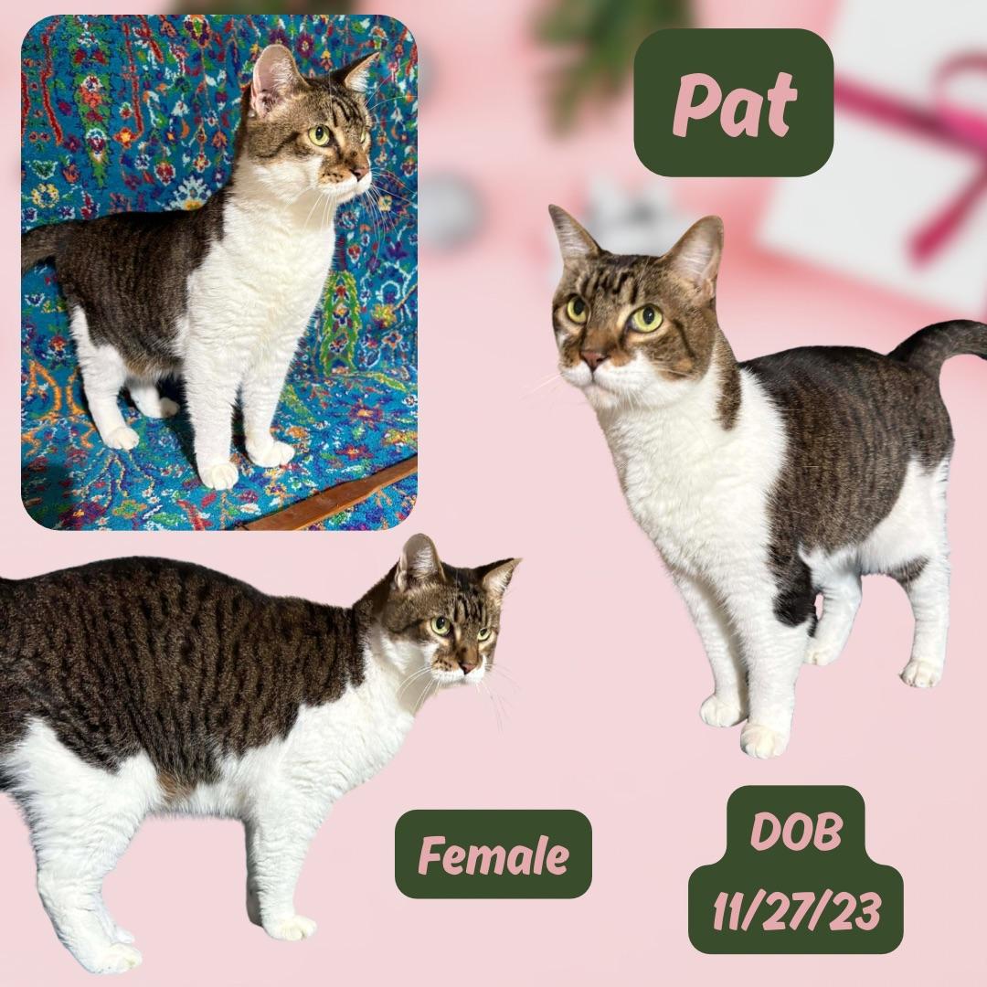 Enlarge Pat, a Adoptable mixed breed in Brule, NE image 1/1