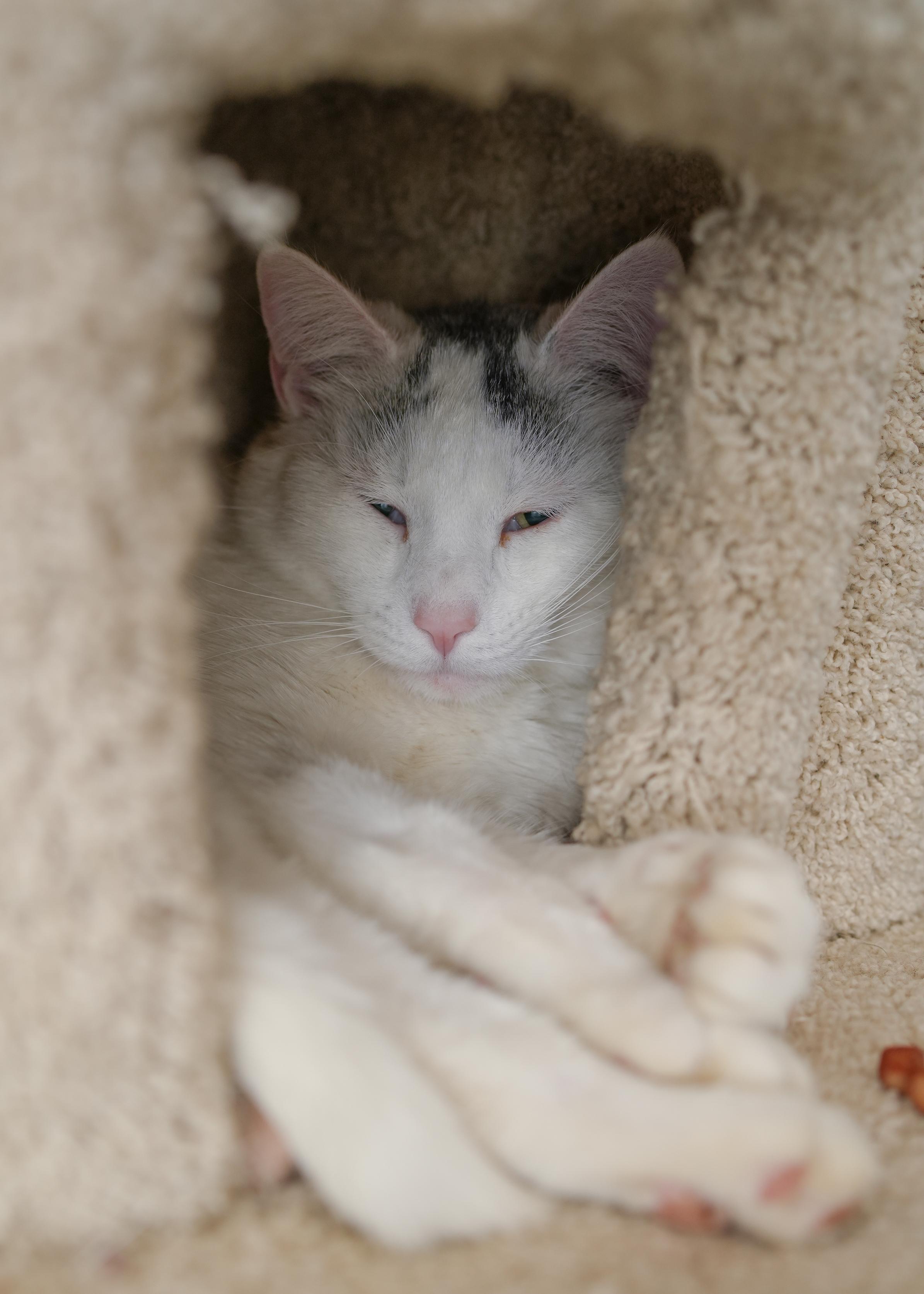 Alvin, a ADOPTABLE Domestic Short Hair in Boise, ID image 3/4