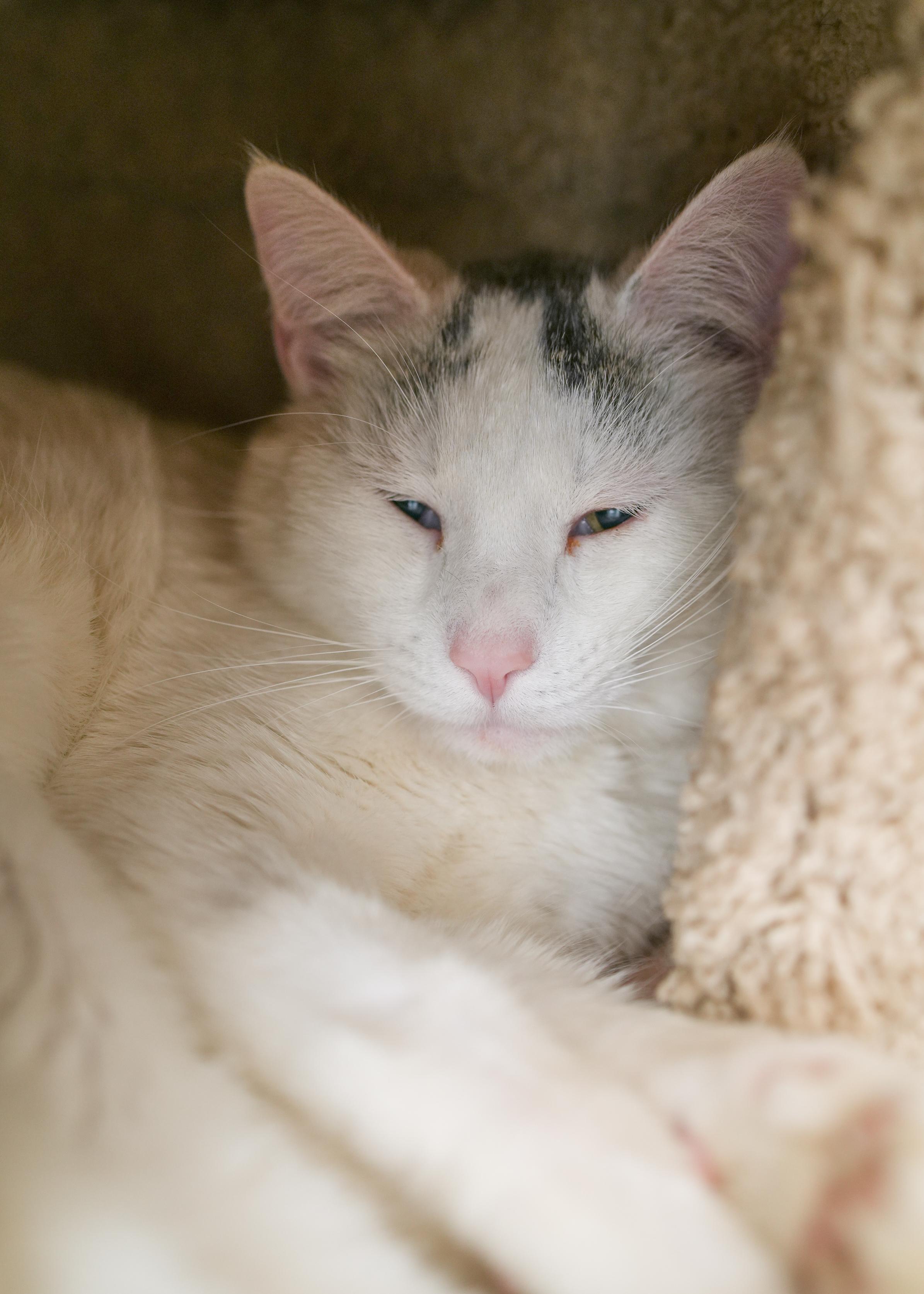 Alvin, a ADOPTABLE Domestic Short Hair in Boise, ID image 4/4
