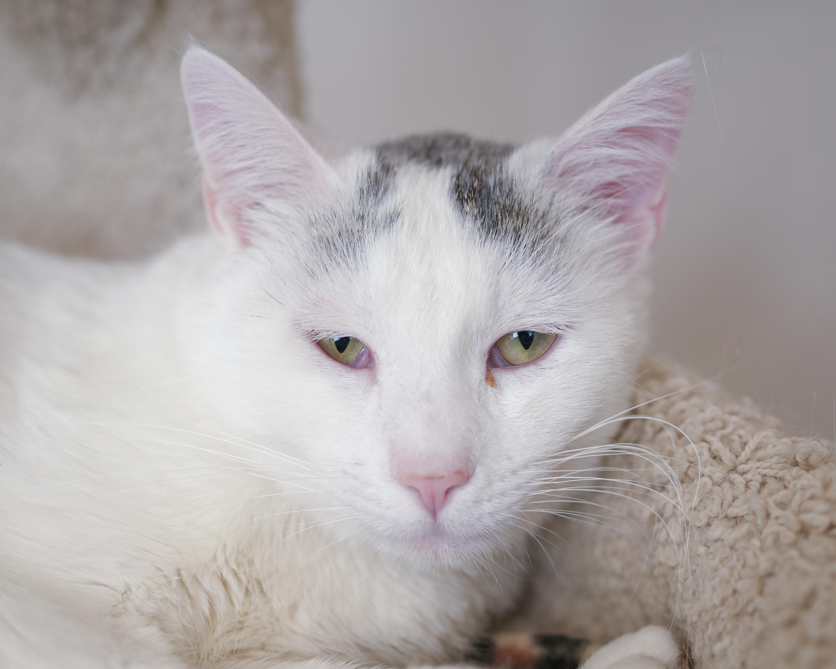 Alvin, a ADOPTABLE Domestic Short Hair in Boise, ID image 2/4