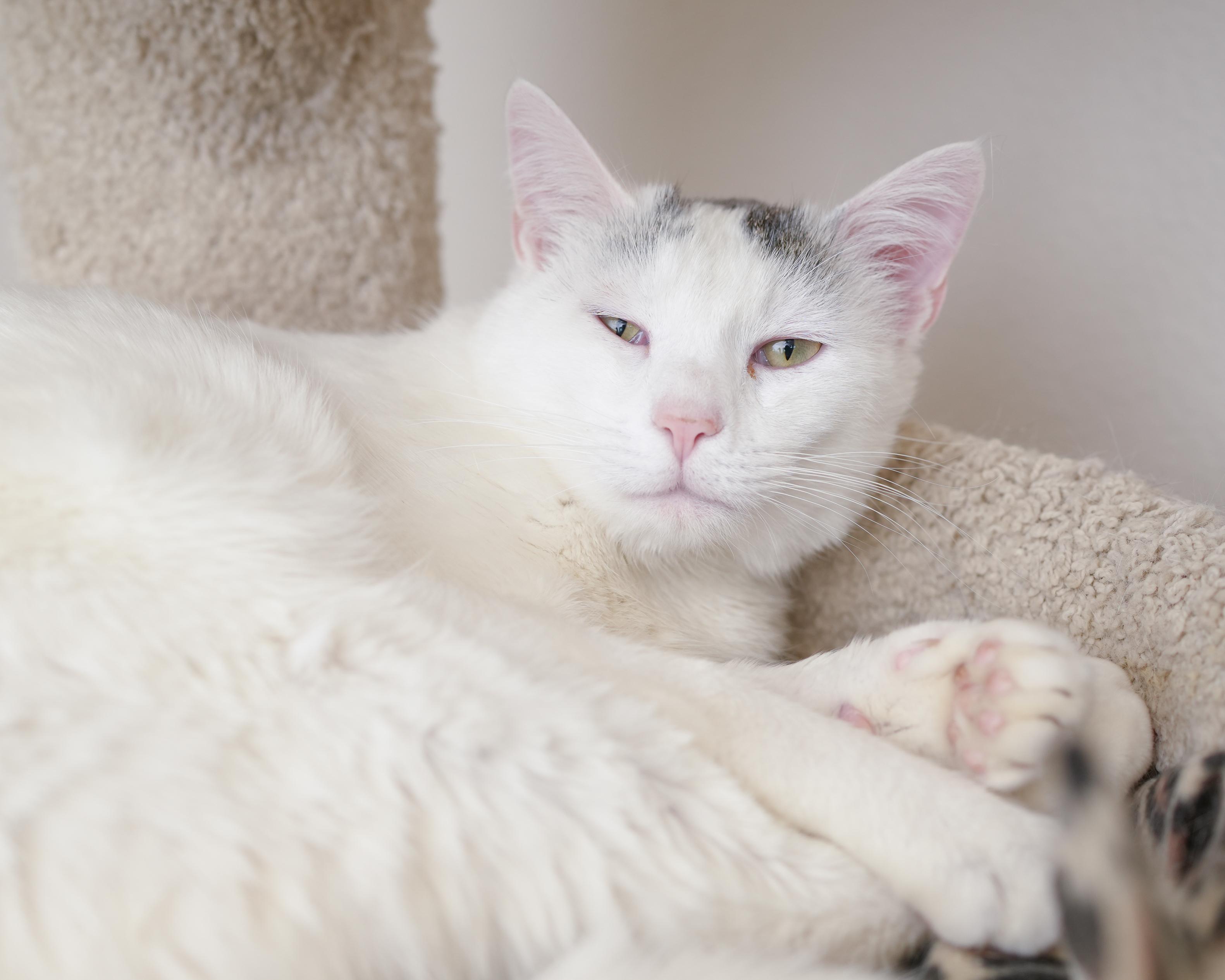 Alvin, ADOPTABLE, Adult Male Domestic Short Hair.