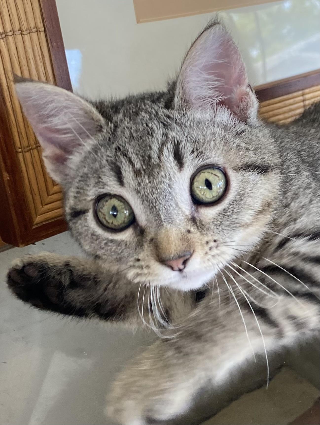 Pebbles, Baby Female Domestic Short Hair