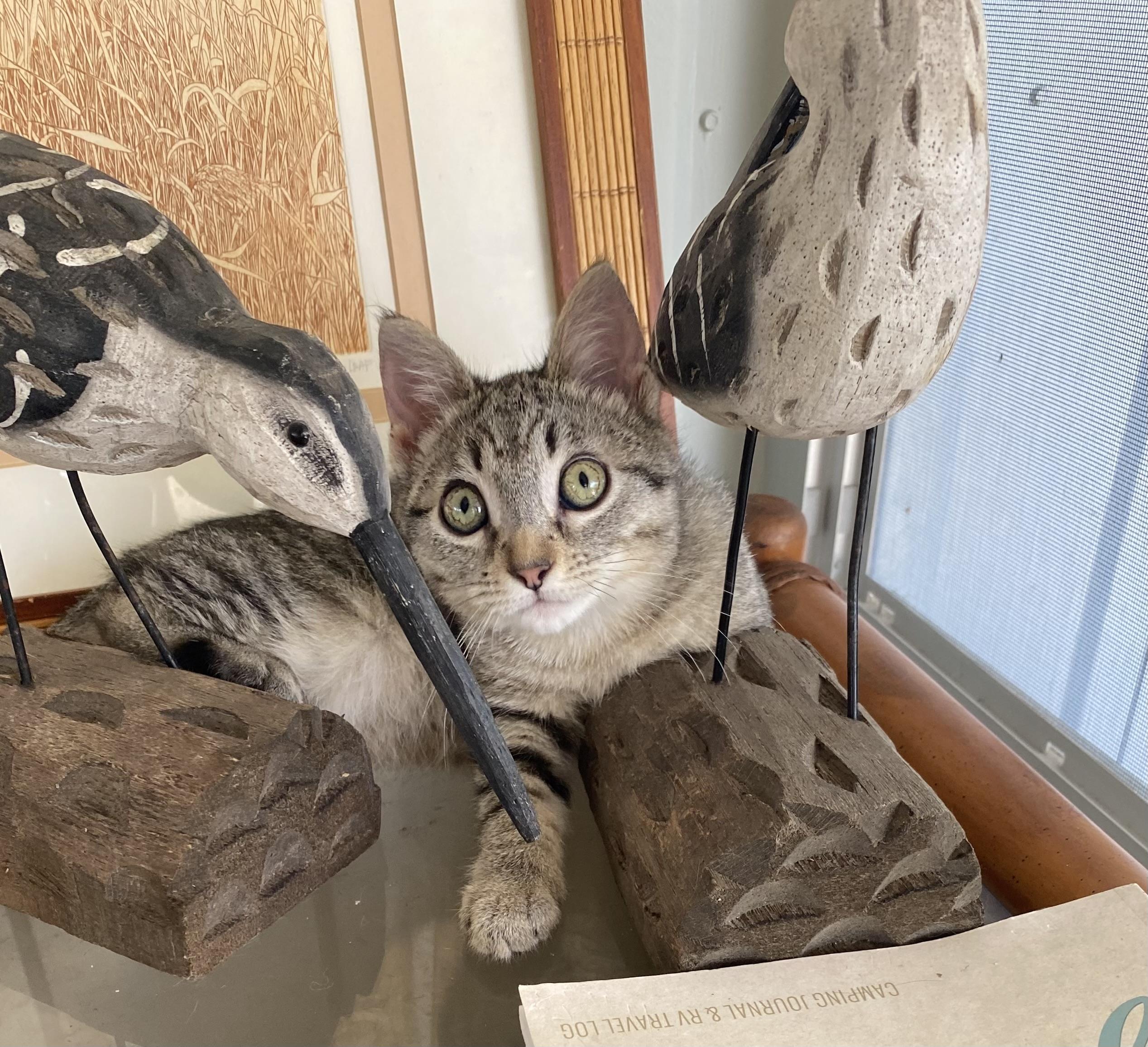 Pebbles photo 4