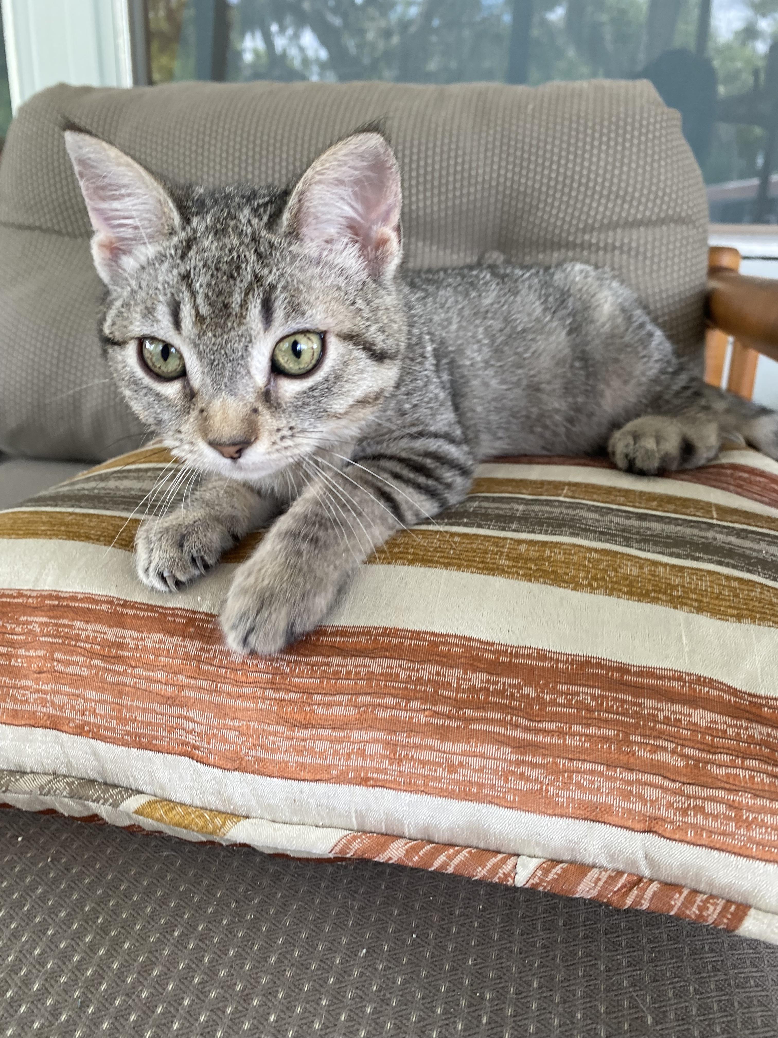 Pebbles photo 5