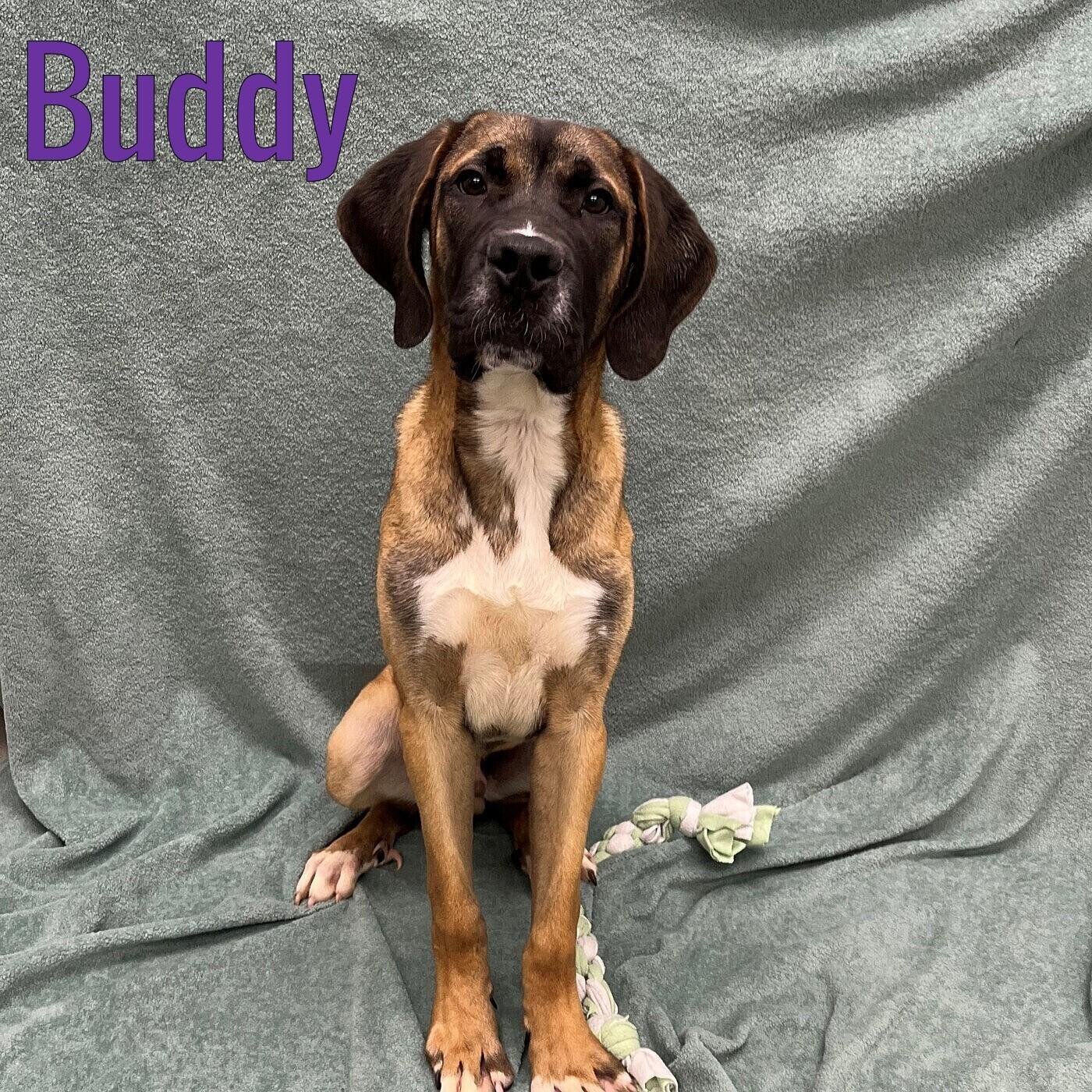 Buddy, adopted, Puppy Male Hound & Great Dane.