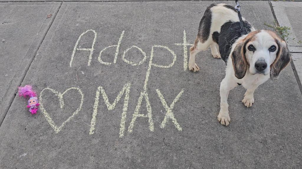Enlarge Max, a Adopted Beagle in Sprakers, NY image 1/1