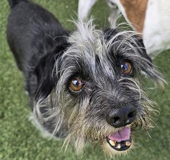 Spike, Adoptable, Adult Male Terrier.