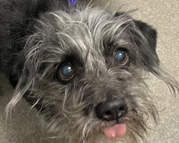Spike, a Adoptable Terrier in Las Vegas, NV image 2/4