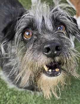 Spike, a Adoptable Terrier in Las Vegas, NV image 3/4