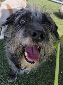 Spike, a Adoptable Terrier in Las Vegas, NV image 4/4