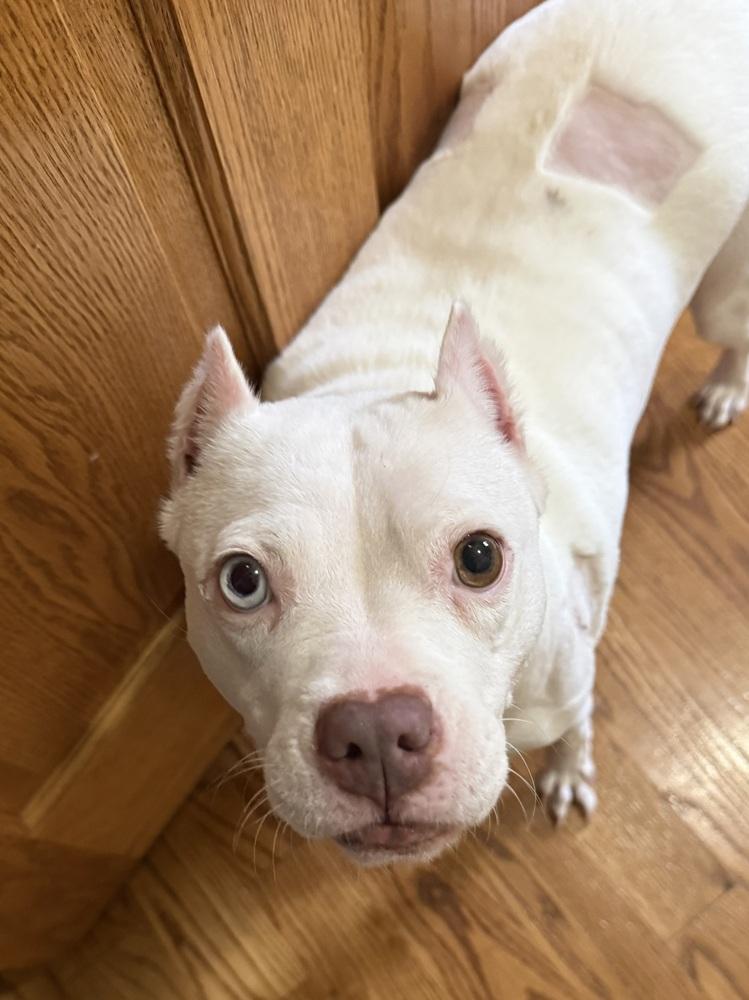Eggroll (26-012 D), a Adoptable mixed breed in Lansing, MI image 1/6